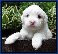 Jolie Buster pups 4 wks old 40