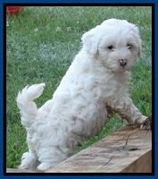 Jolie Buster pups 6.5 wks old 121