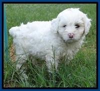 Jolie Buster pups 6.5 wks old 141