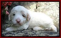 Jolie Buster 3 wks old 91