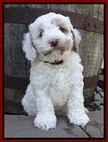 Jolie Buster 6 wks old 221