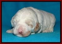 Jolie Buster pups 2 wks old 90