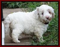 Jolie Buster pups 6.5 wks old 111