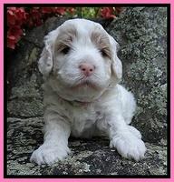 Jolie Buster 3 wks old 161