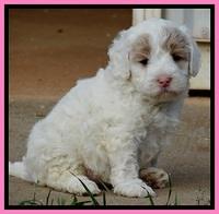 Jolie Buster 5 wks old 120