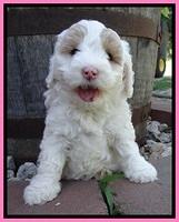 Jolie Buster 6 wks old 111