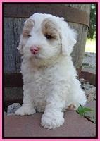 Jolie Buster 6 wks old 121