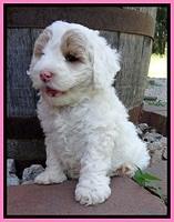 Jolie Buster 6 wks old 131