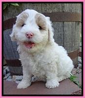 Jolie Buster 6 wks old 91