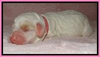 Jolie Buster puppies newborn 9 61