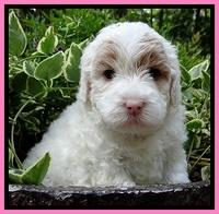 Jolie Buster pups 4 wks old 90