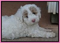 Jolie Buster pups 6.5 wks old 331