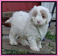 Jolie Buster pups 6.5 wks old 351