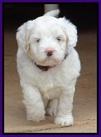 Jolie Buster 5 wks old 190