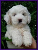 Jolie Buster 7 wks old 131