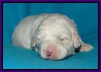 Jolie Buster pups 2 wks old 230