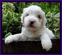 Jolie Buster pups 4 wks old 110