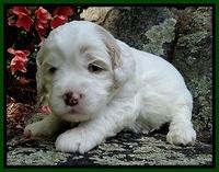 Jolie Buster 3 wks old 221