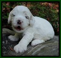Jolie Buster 3 wks old 231