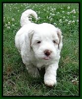 Jolie Buster 5 wks old 260