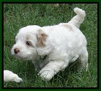 Jolie Buster 5 wks old 270