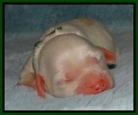 Jolie Buster puppies newborn 9 91