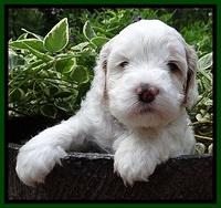 Jolie Buster pups 4 wks old 140