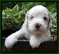 Jolie Buster pups 4 wks old 150