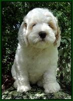 Jolie Buster pups 8 wks old 11