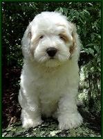 Jolie Buster pups 8 wks old 21
