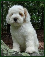 Jolie Buster pups 8 wks old 31