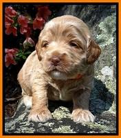 Jolie Buster 3 wks old 271
