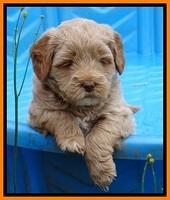 Jolie Buster 5 wks old 290