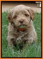Jolie Buster 5 wks old 310