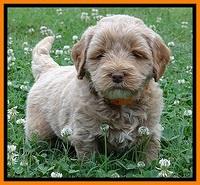 Jolie Buster 5 wks old 330