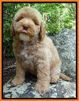 Jolie Buster 8 weeks old 52