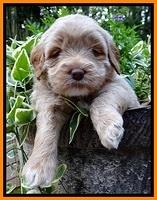 Jolie Buster pups 4 wks old 270