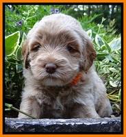 Jolie Buster pups 4 wks old 280