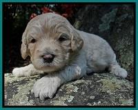 Jolie Buster 3 wks old 311