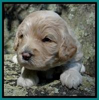 Jolie Buster 3 wks old 331