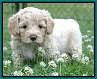 Jolie Buster 5 wks old 370