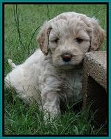 Jolie Buster 5 wks old 390