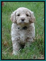 Jolie Buster 5 wks old 410