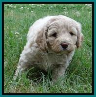 Jolie Buster 5 wks old 420