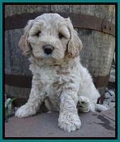 Jolie Buster 6 wks old 261