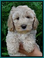 Jolie Buster 7 wks old 261