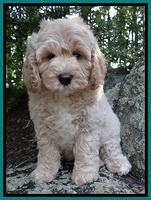 Jolie Buster 8 weeks old 13