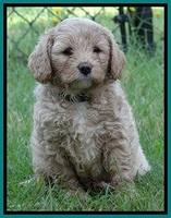 Jolie Buster pups 6.5 wks old 191