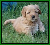 Jolie Buster 5 wks old 430