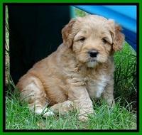 Jolie Buster 5 wks old 450